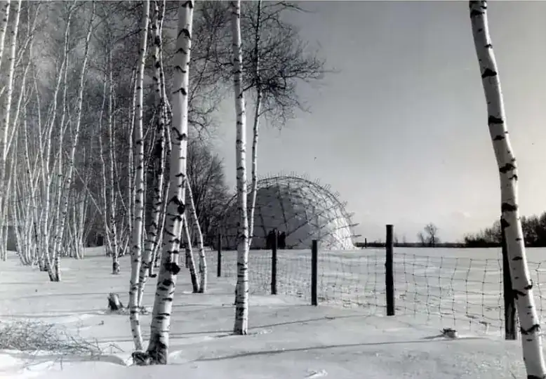 The Weatherbreak frame in the snow beyond a line of birches